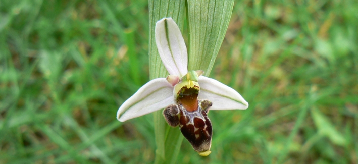 orchis apifera.JPG